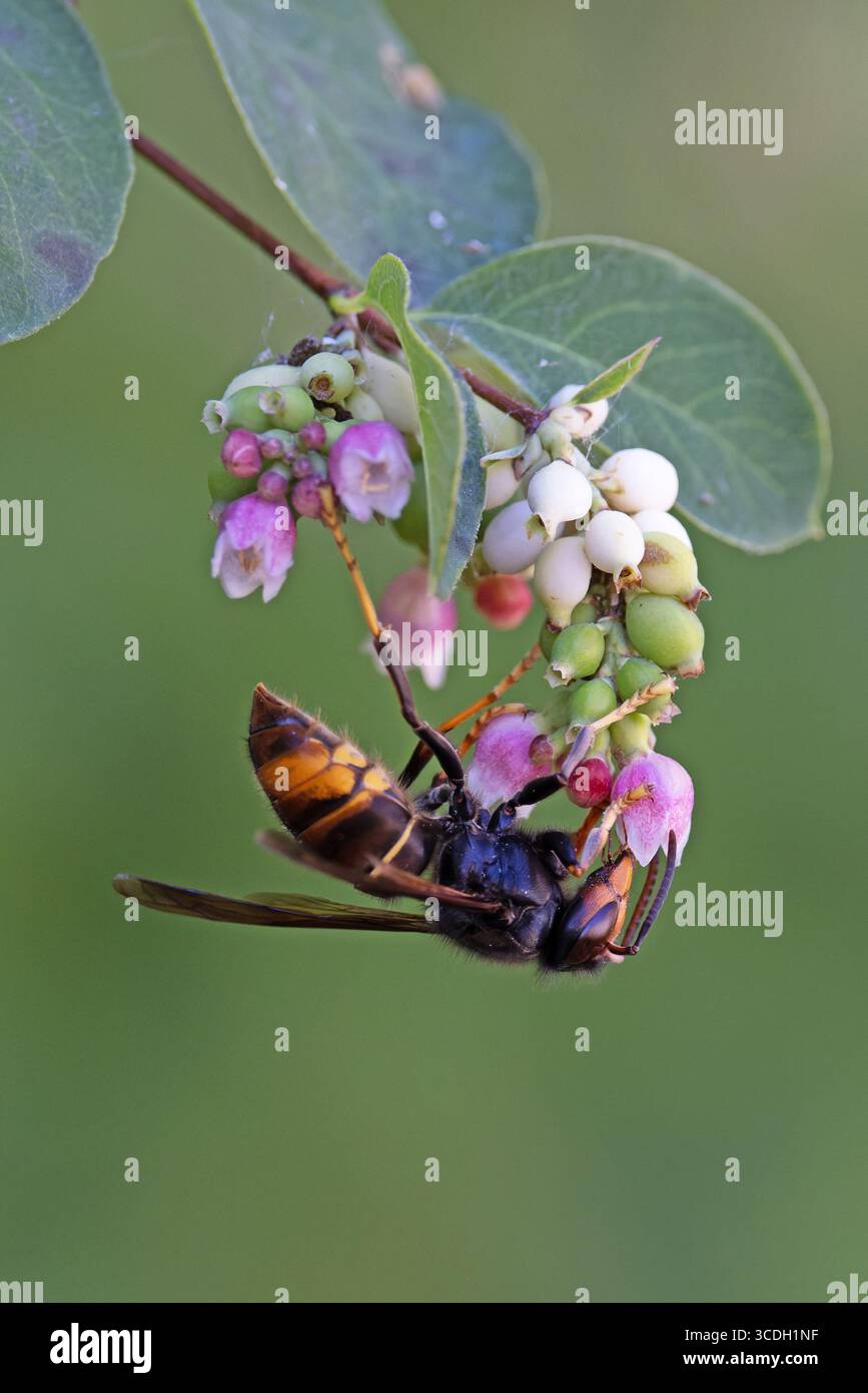 Asian (Vespa velutina) France August 2025 Stock Photo Alamy — free download