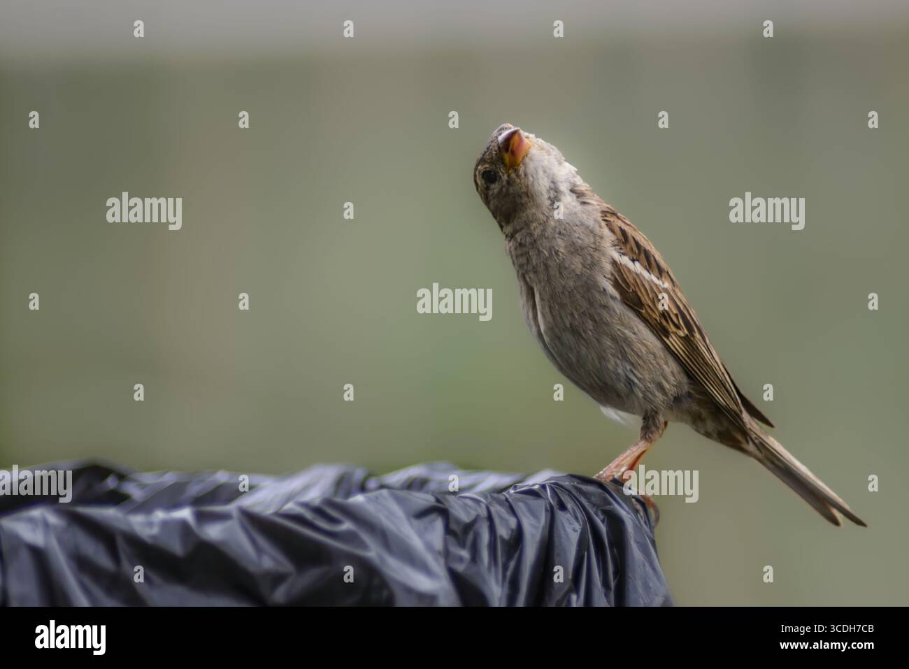 Small songbird perched on what appears to be a crumpled dark blue fabric or material. Stock Photo