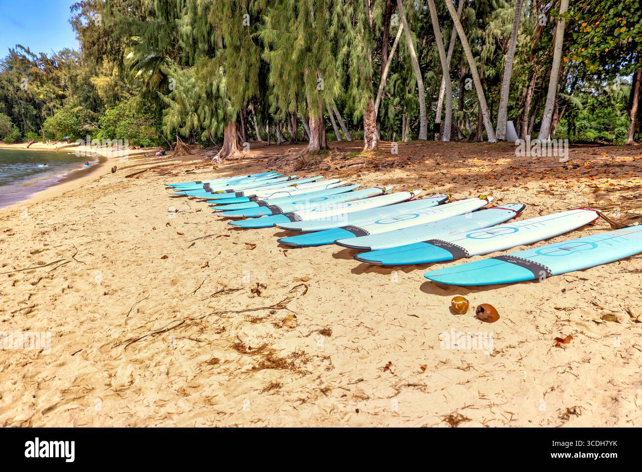 beach and surfboards lined up along the sand by Turtle Bay resort Stock Photo