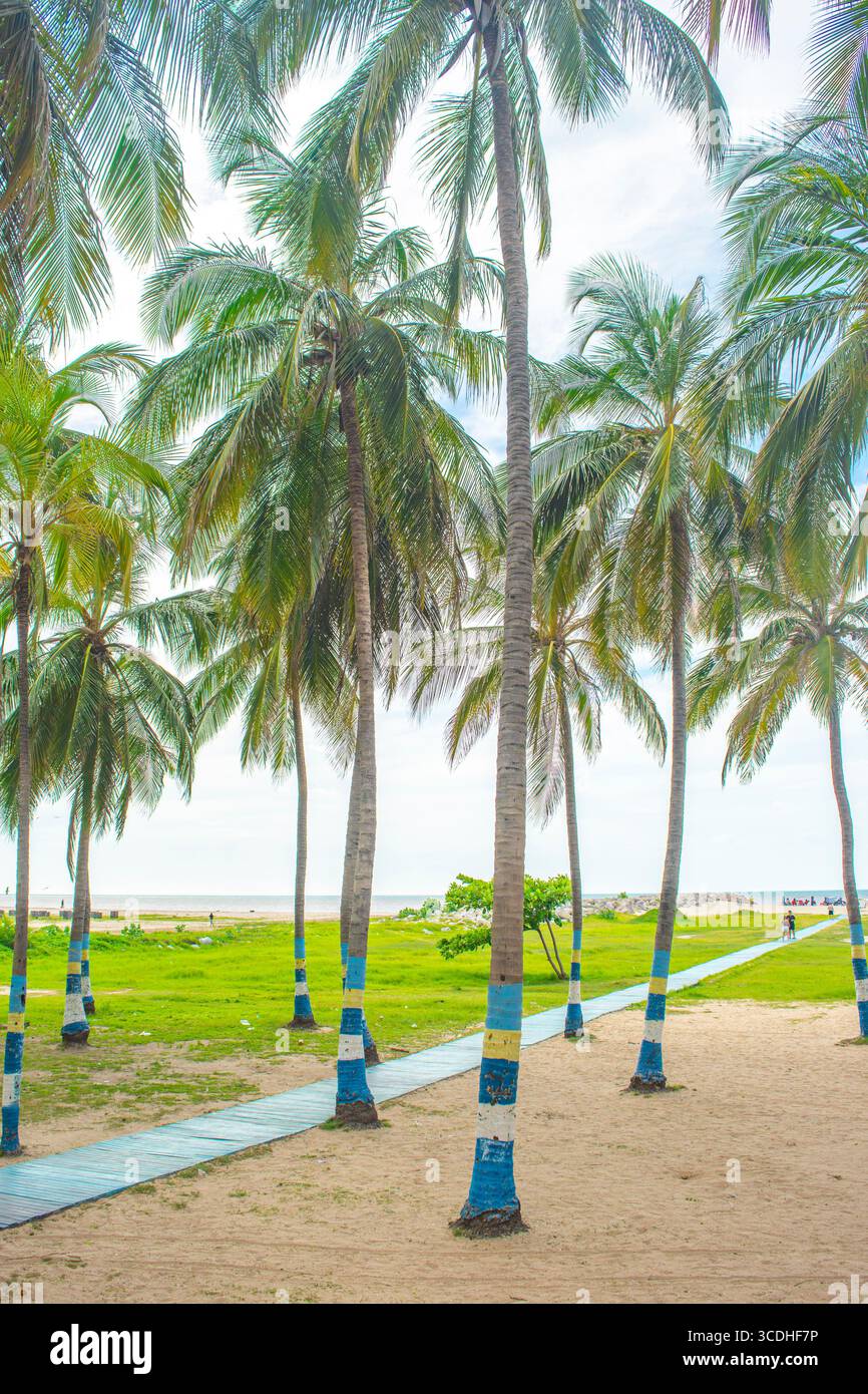 A tropical beach scene in Cabo de la Vela, La Guajira, featuring palm trees along a sandy path and lush greenery by the ocean. Stock Photo