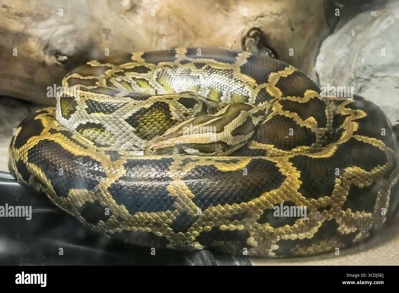 Reticulated python behind glass in terarium, large snake Stock Photo