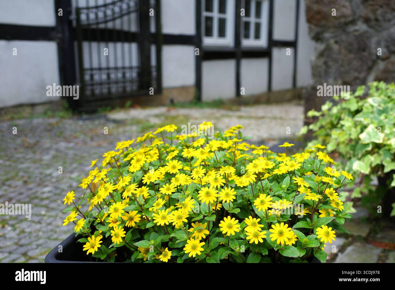 A cluster of vibrant yellow flowers with dark centers, named Sanvitalia, fill a planter in an outdoor setting. Stock Photo