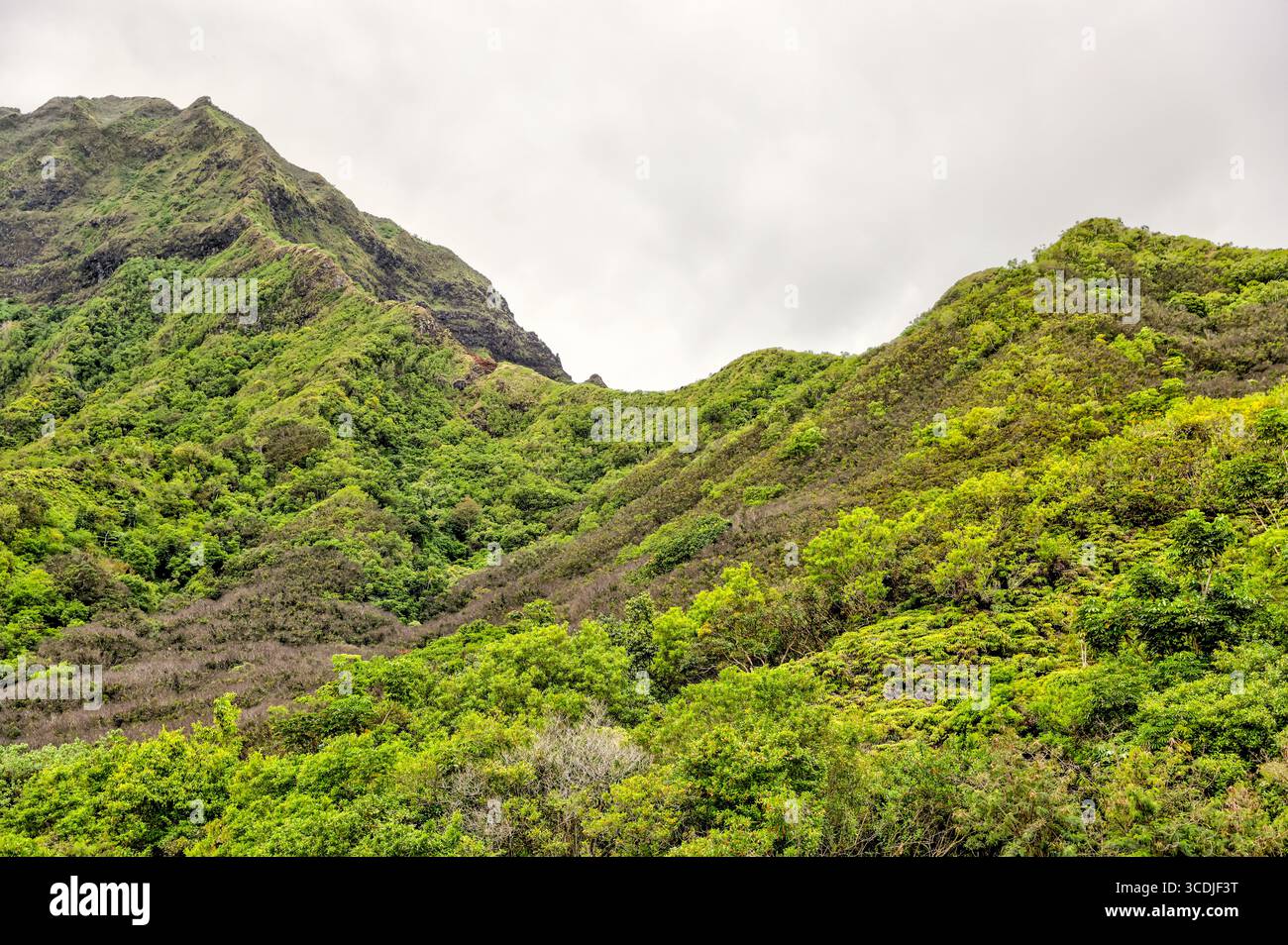 Hawaii oahu island rainforest hi-res stock photography and images - Alamy