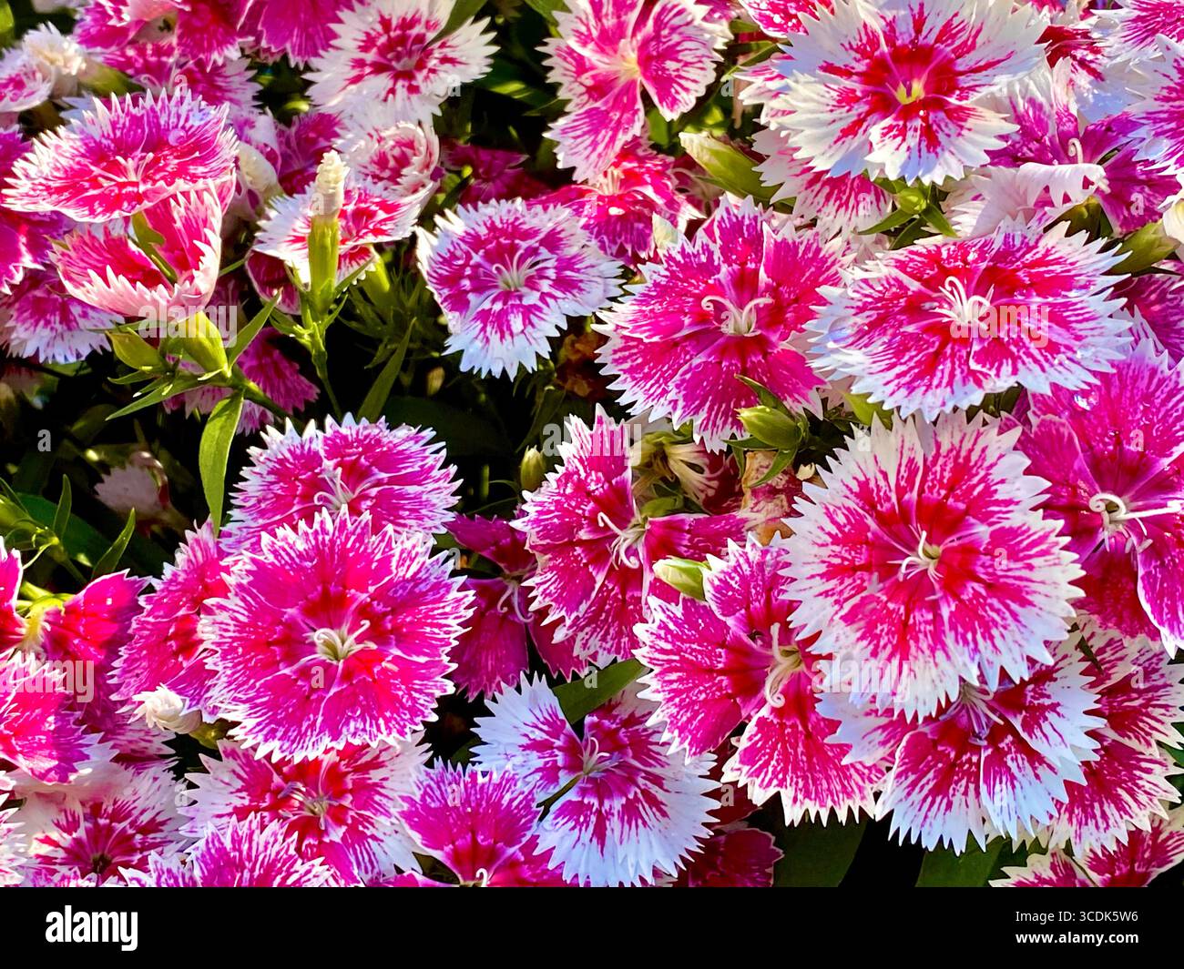 Sweet WIlliams dianthus flowers - Smartphone Captured Stock Image