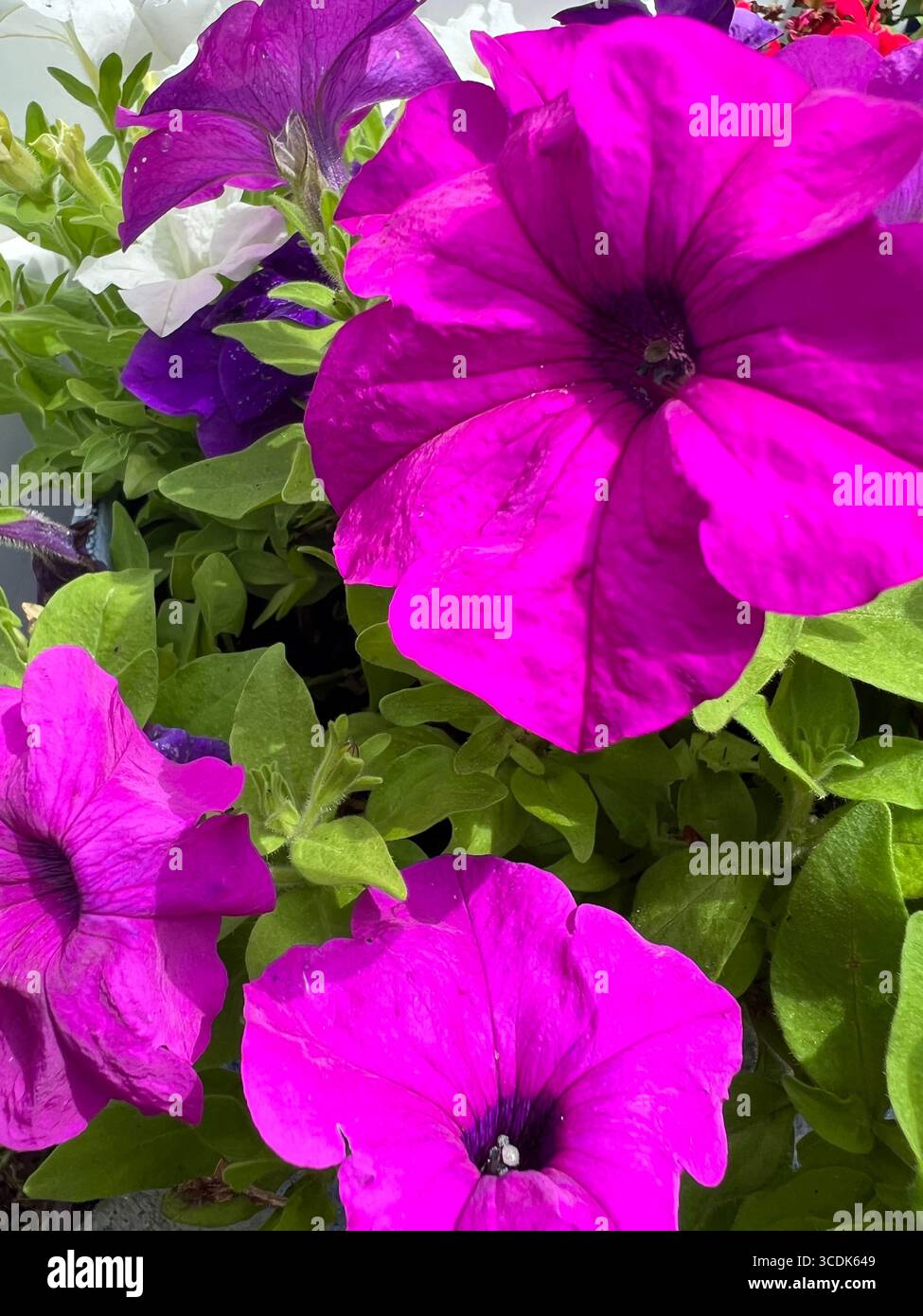 Vibrant purple petunias - Smartphone Captured Stock Image