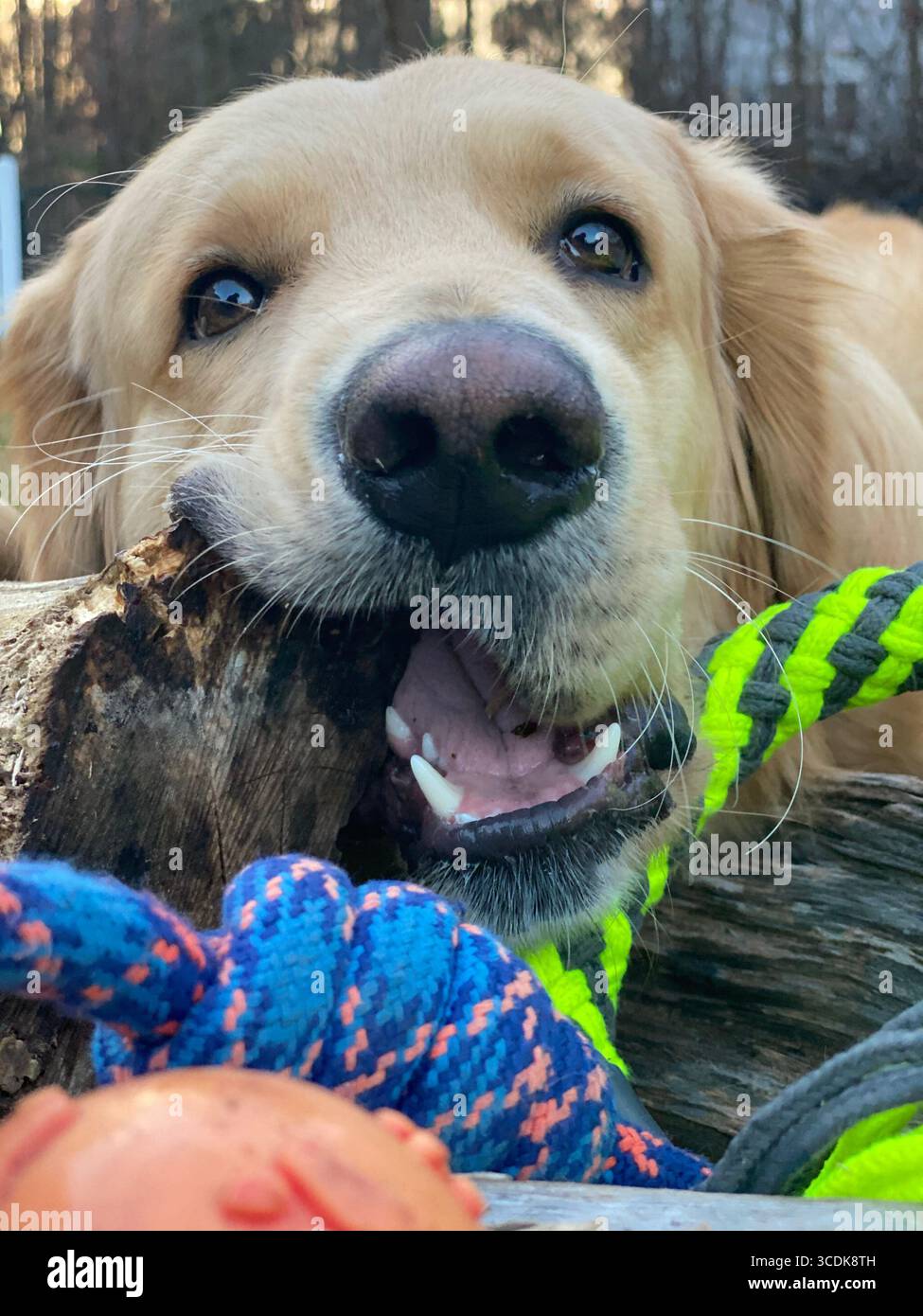 Silly Golden Retriever chewing on a wood log, surrounded by rope toys. - Smartphone Captured Stock Image
