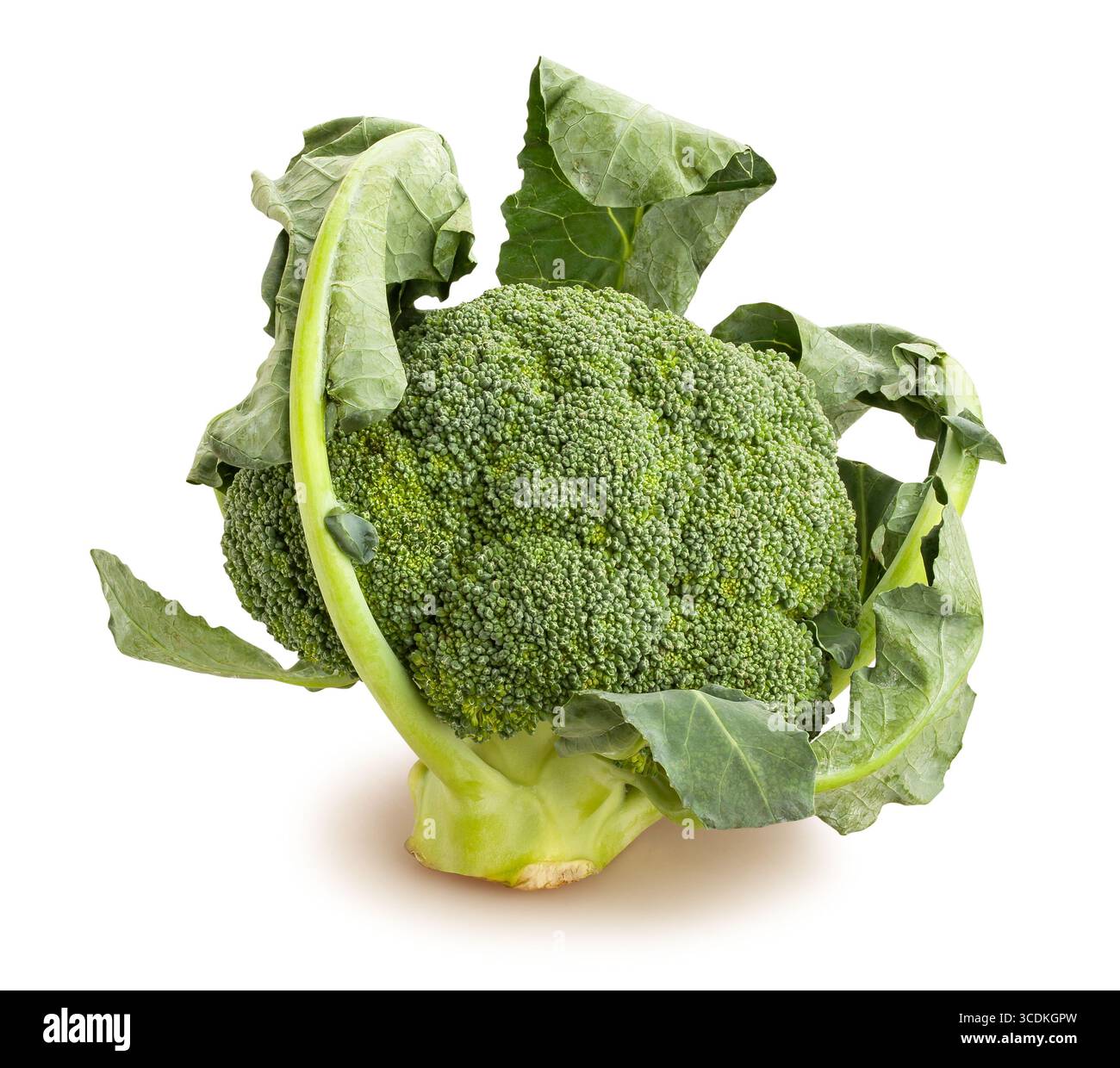 broccoli path isolated on white Stock Photo