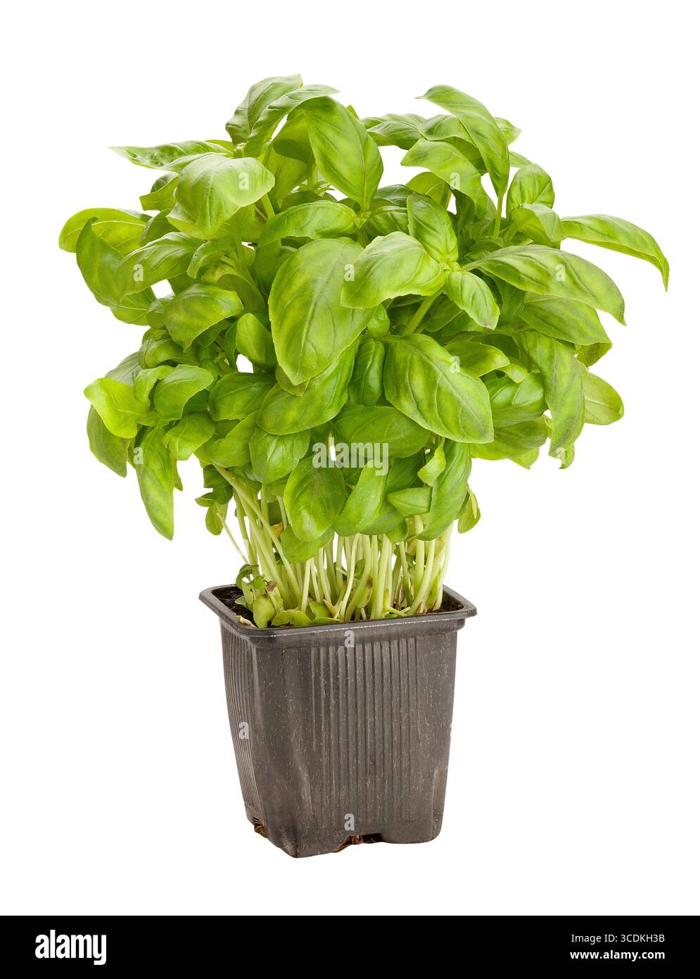 basil path isolated on white Stock Photo