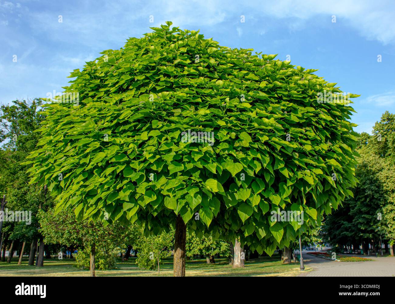 Capaltha Tree Catalpa Bignonioides Tree in the garden over blue sky. Leaves of ...