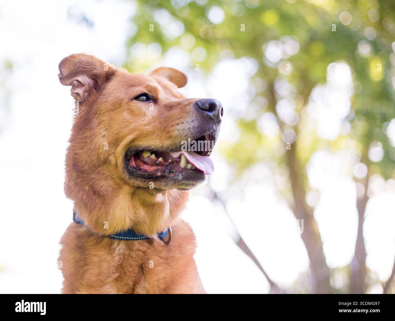A Retriever mixed breed dog looking up and to the side with a happy expression Stock Photo