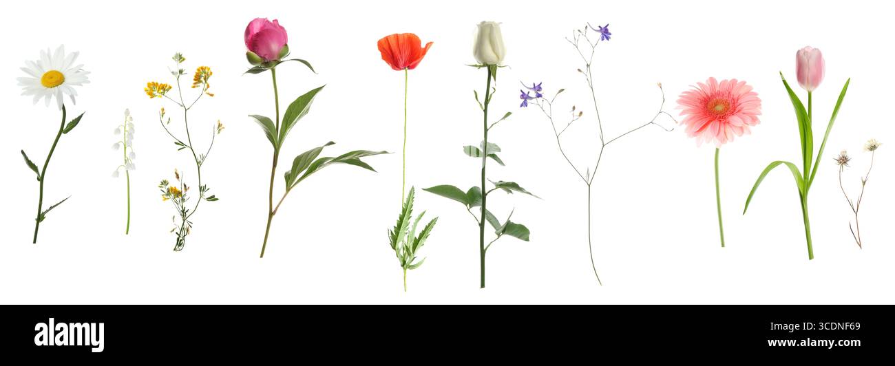 Variety of beautiful flowers isolated on white, set Stock Photo - Alamy