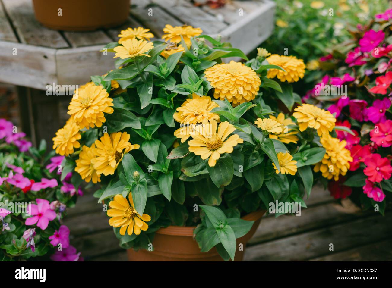 Clusters of bright yellow zinnia flowers thrive in a garden with colorful blooms surrounding them. Stock Photo