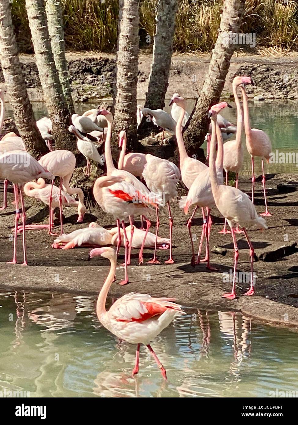Pink flamingos at Disney World's Animal Kingdom park. - Smartphone Captured Stock Image