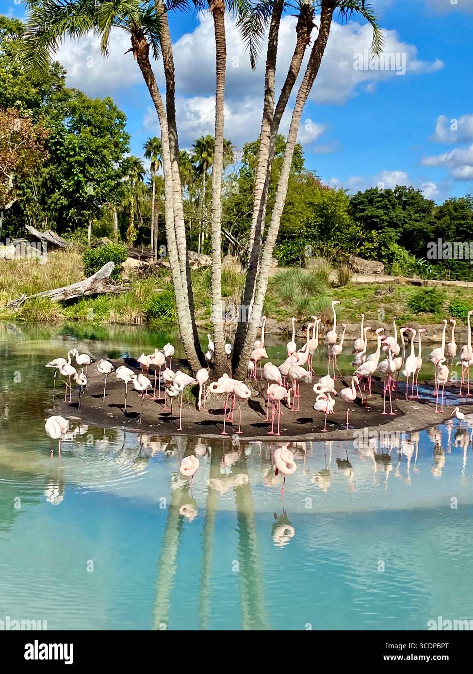 A flock of pink flamingos on a small island are viewed during the Kilimanjaro Safari ride at Disney World's Animal Kingdom park. - Smartphone Captured Stock Image