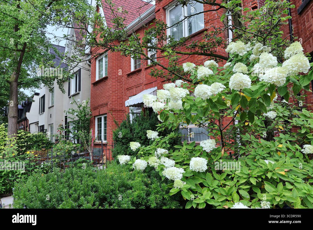 Urban row houses with gables and large hydrangea bush in front garden ...