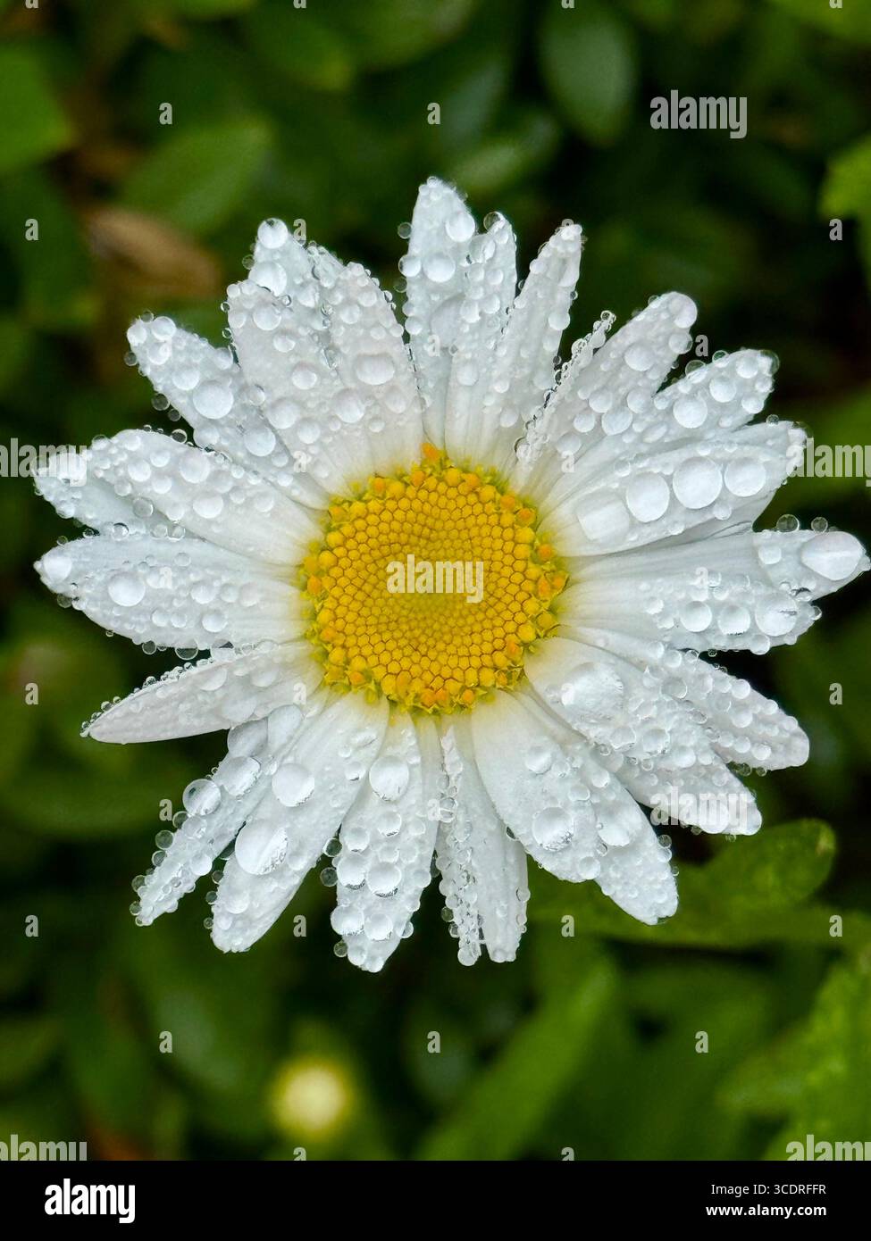 Portrait of a single shasta daisy after rain fall. - Smartphone Captured Stock Image