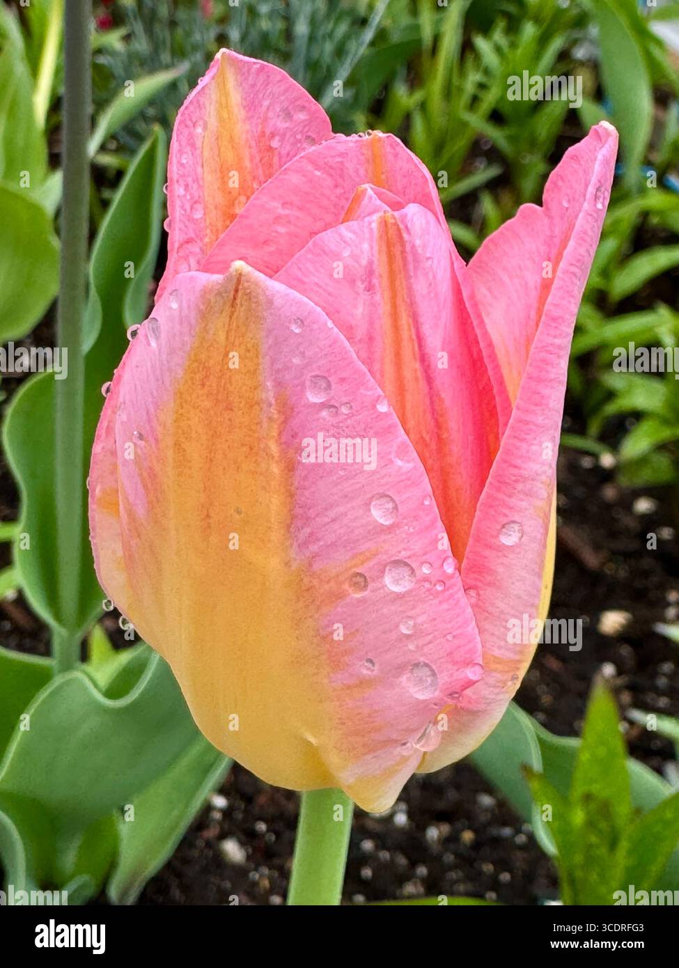 Close up of a cheery pink tulip with yellow stripes on petals. - Smartphone Captured Stock Image