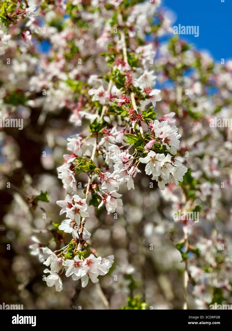 Weeping cherry tree - Smartphone Captured Stock Image