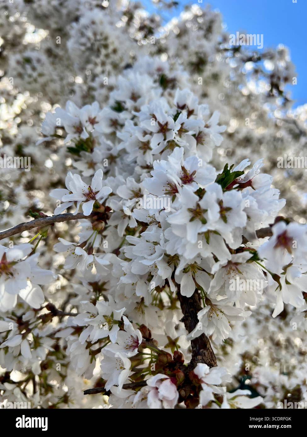 Weeping cherry tree - Smartphone Captured Stock Image