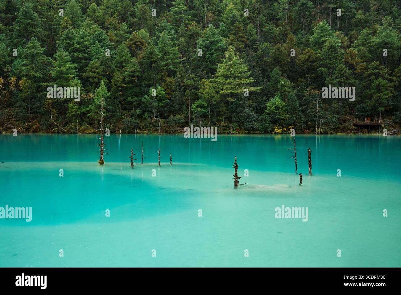 Submerged dead trees stand in a vivid turquoise lake surrounded by lush ...