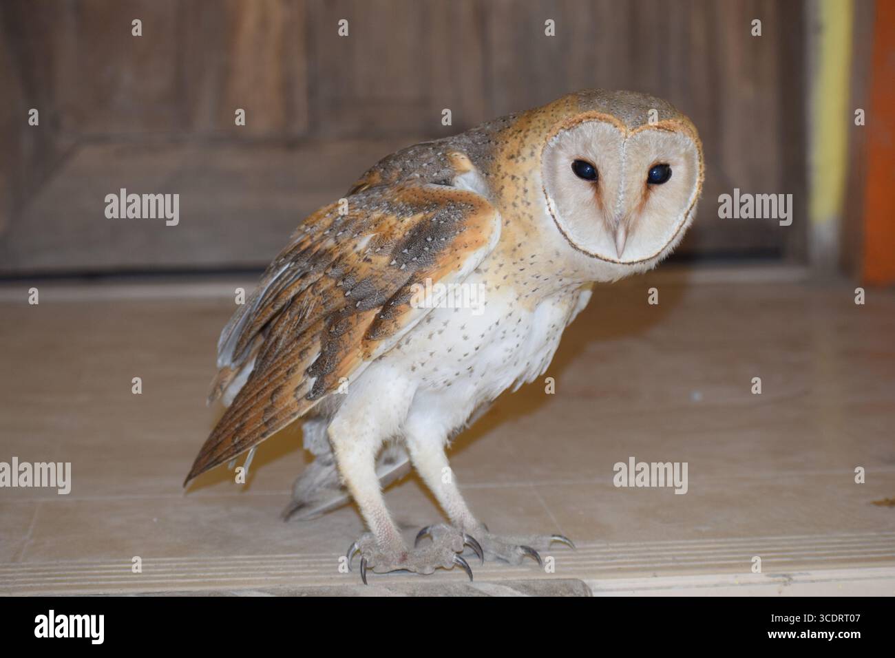 Barn Owl (Tyto alba) with heart-shaped face and golden-brown feathers
