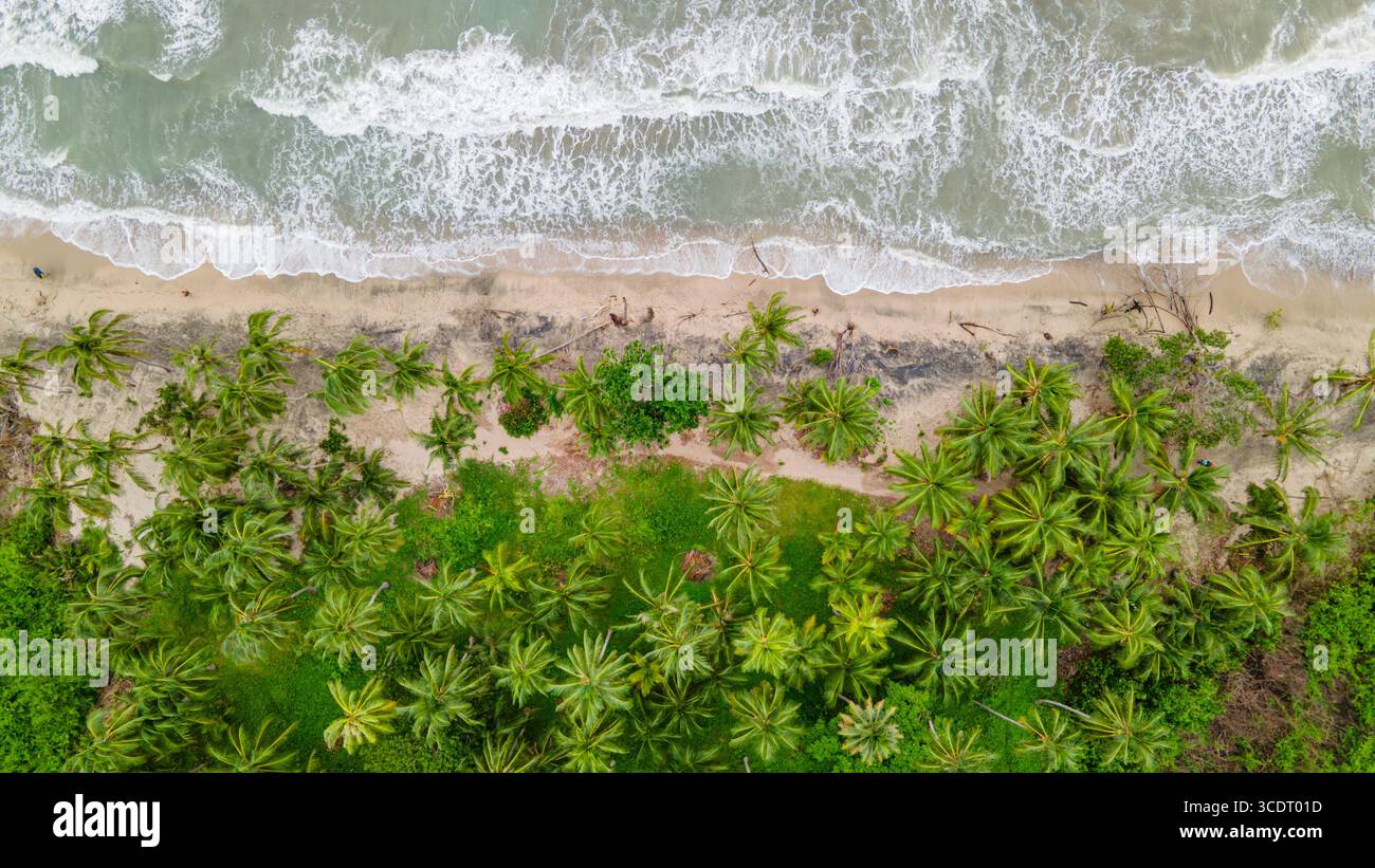 A stunning aerial view of a palm-lined beach in Palomino, La Guajira ...