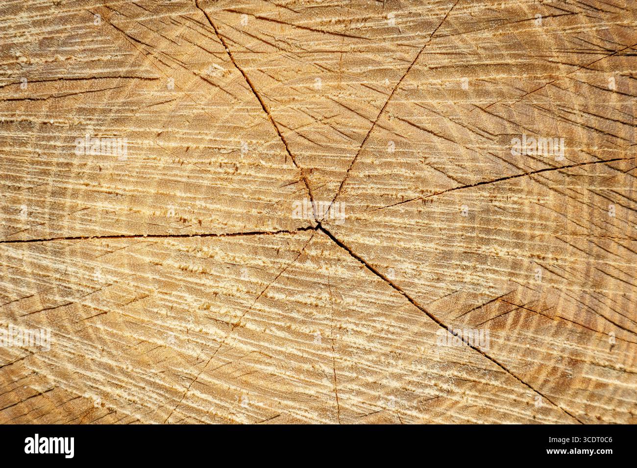 Close-up view of a tree trunk cross section showing detailed growth ...