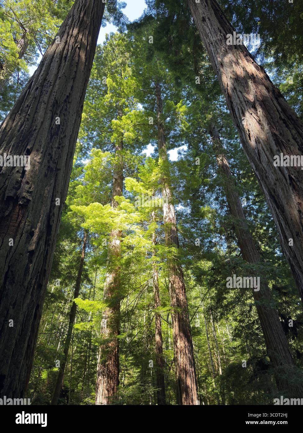 The morning sunlight shinning on old growth coast redwood trees on the Salmon Pass Trail in the Headwaters Forest Reserve, Fortuna, California. - Smartphone Captured Stock Image