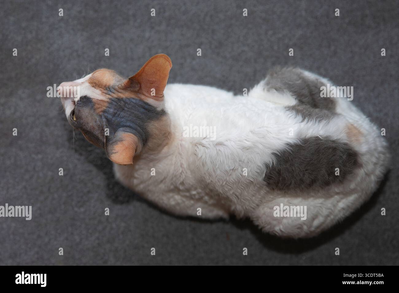 Top-down view of a tricolor Cornish Rex cat with distinctive curly fur, resting on a soft gray blanket indoors. Stock Photo