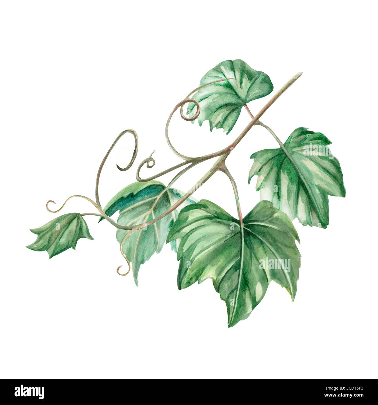 Grapevine. Isolated watercolor illustration in realistic style for wine shop design, bottle labels, bar menu, printing on clothes and posters Stock Photo