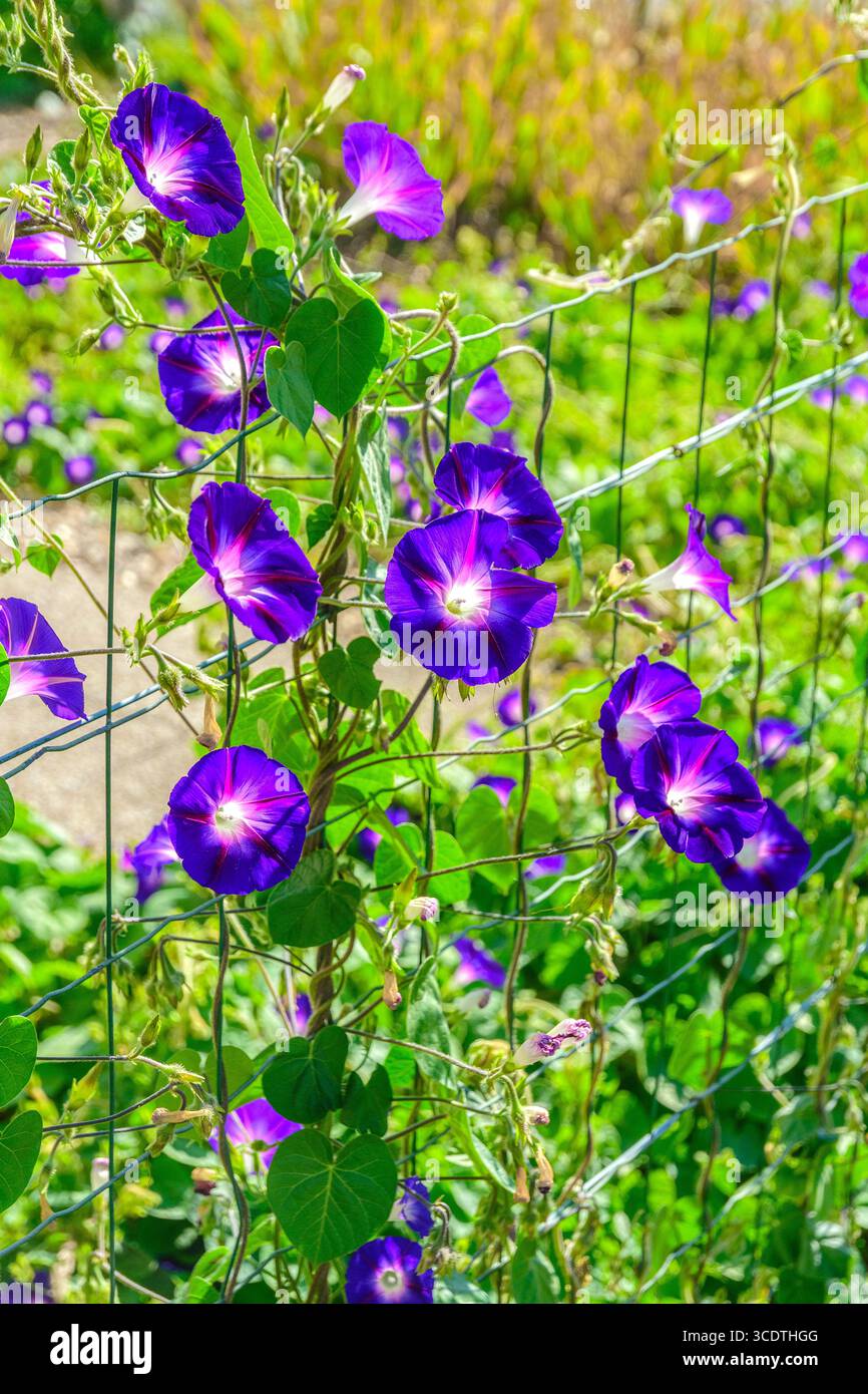 Purple Convolvulus "Morning Glory" - central France. Stock Photo