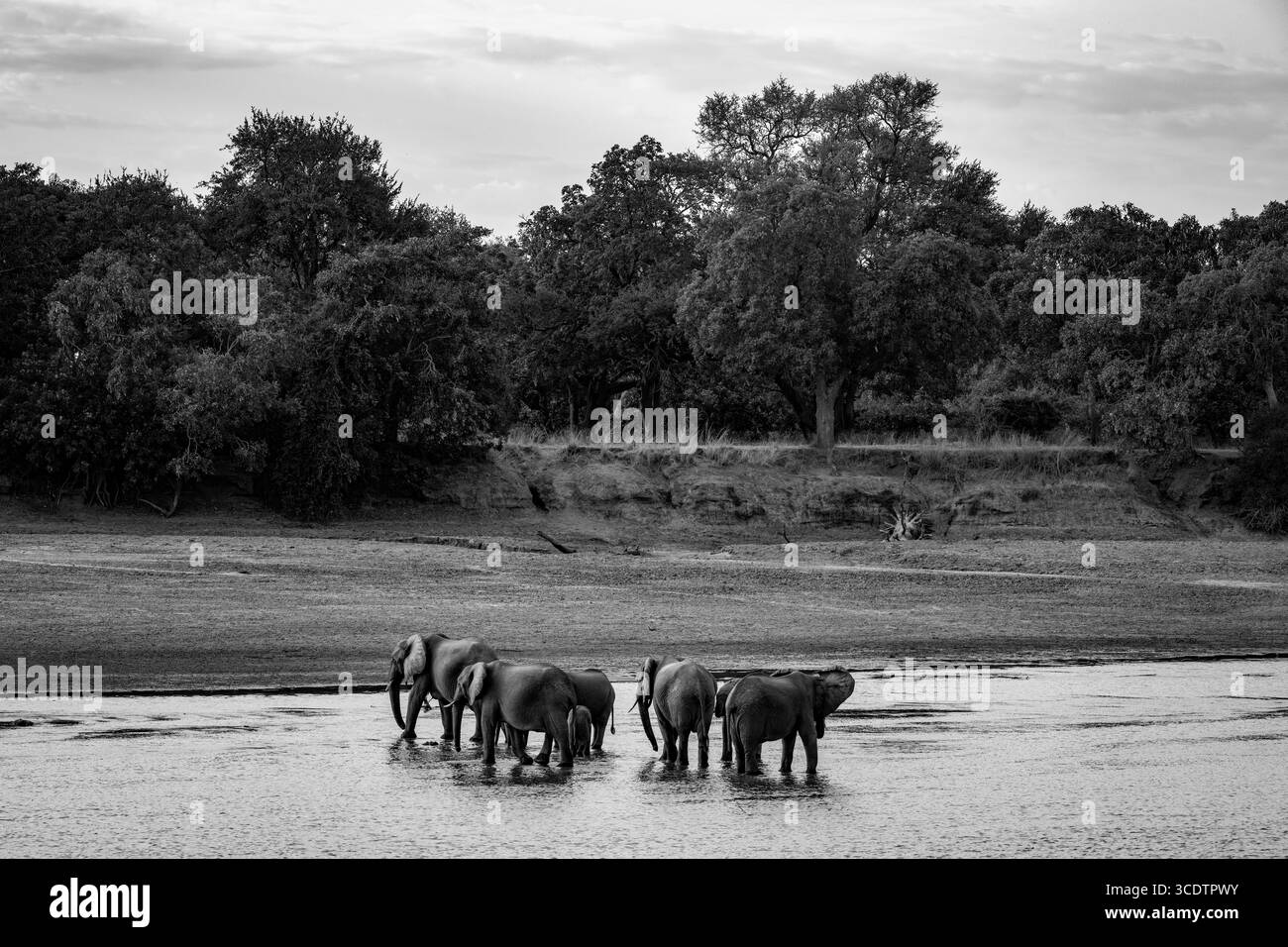 South luangwa park Black and White Stock Photos Images Alamy