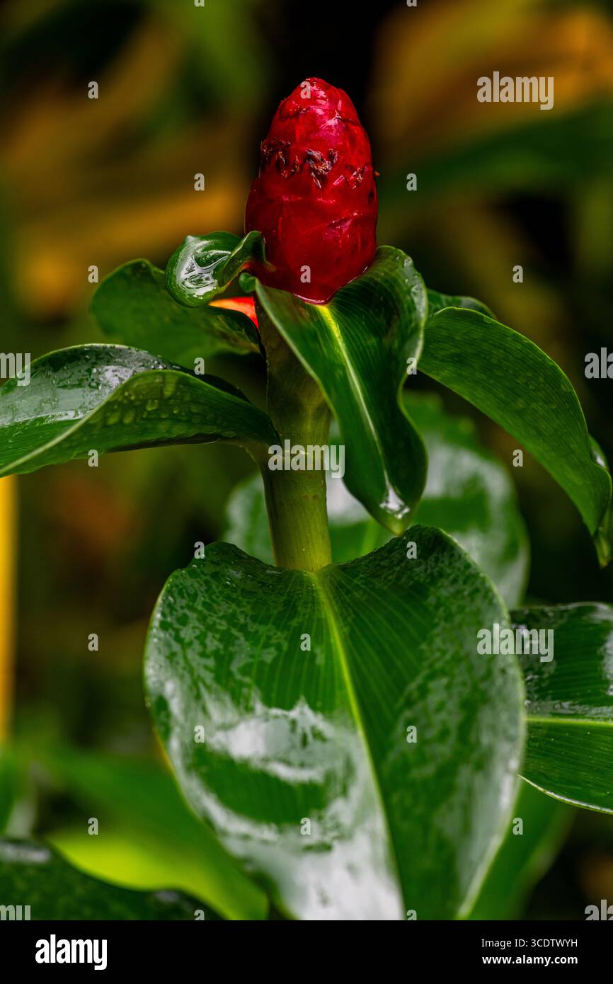 Costus spicatus, spiked spiralflag ginger or Indian head ginger plant,  close up Stock Photo - Alamy