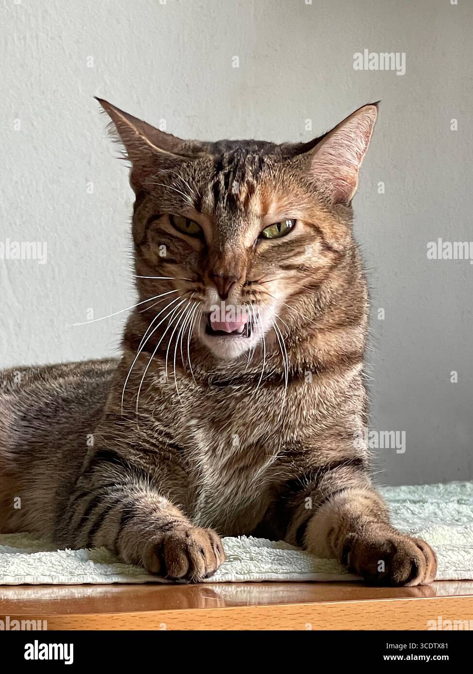 Tabby cat yawning - Smartphone Captured Stock Image