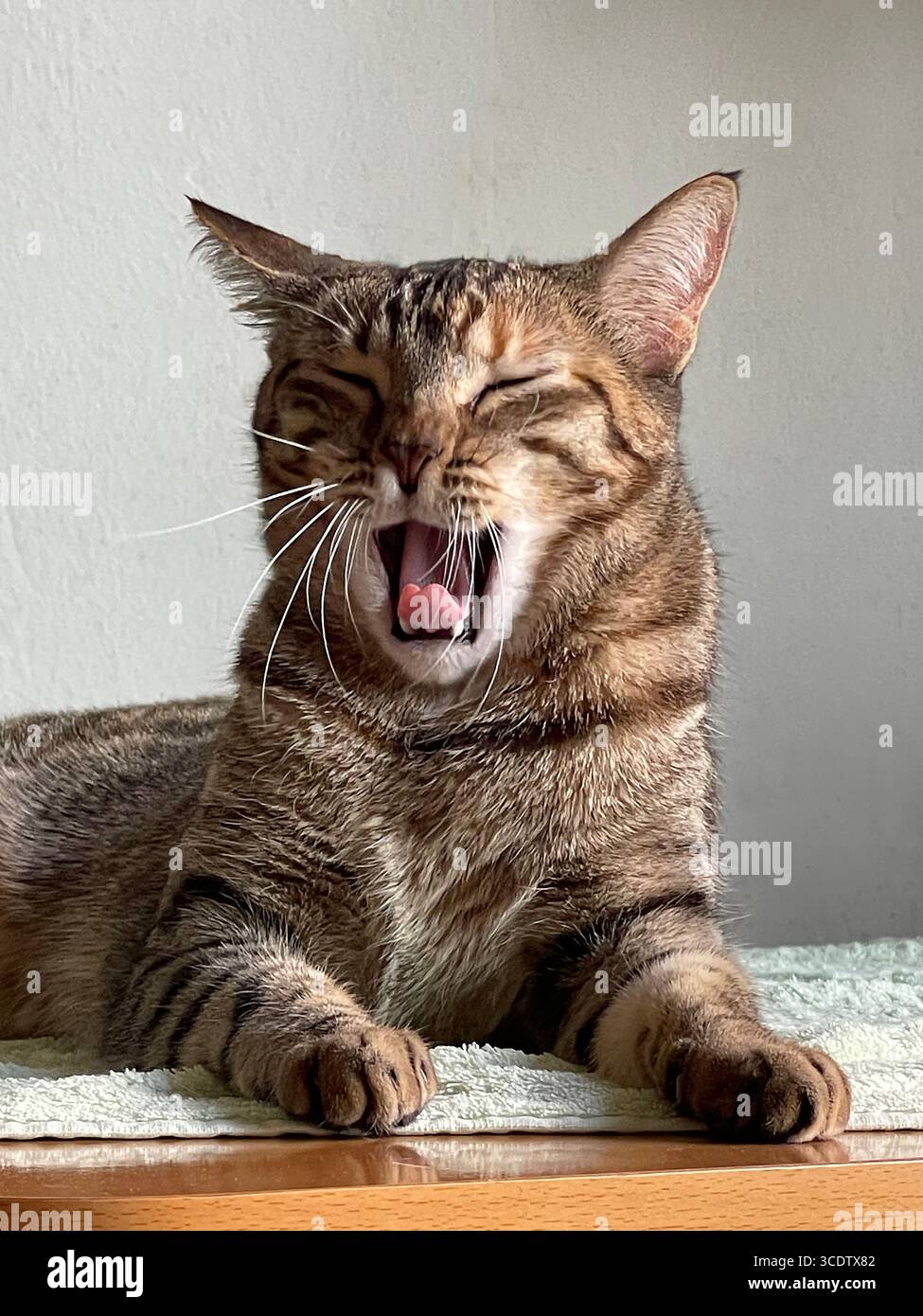 Tabby cat yawning - Smartphone Captured Stock Image