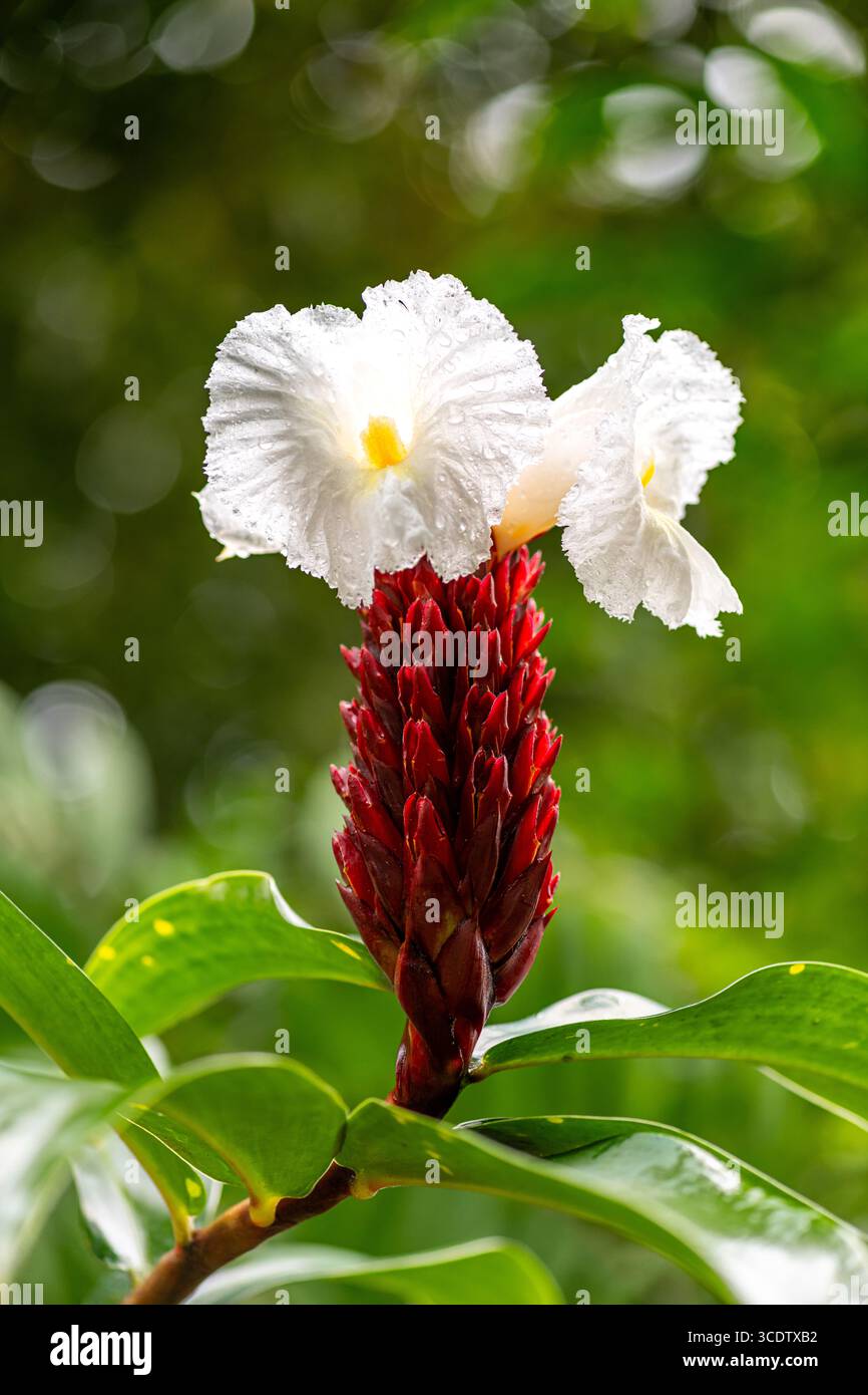 Costaceae Costus flower or in Indonesia known as Pacing is a genus of plants ...