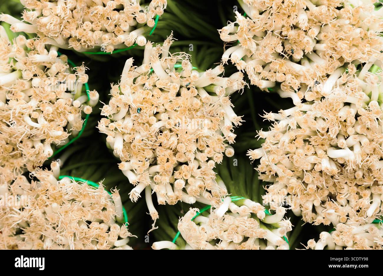 Bunches of green onions hi-res stock photography and images - Alamy