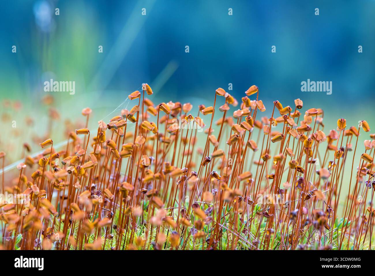 Haircap moss growing on a bog Stock Photo