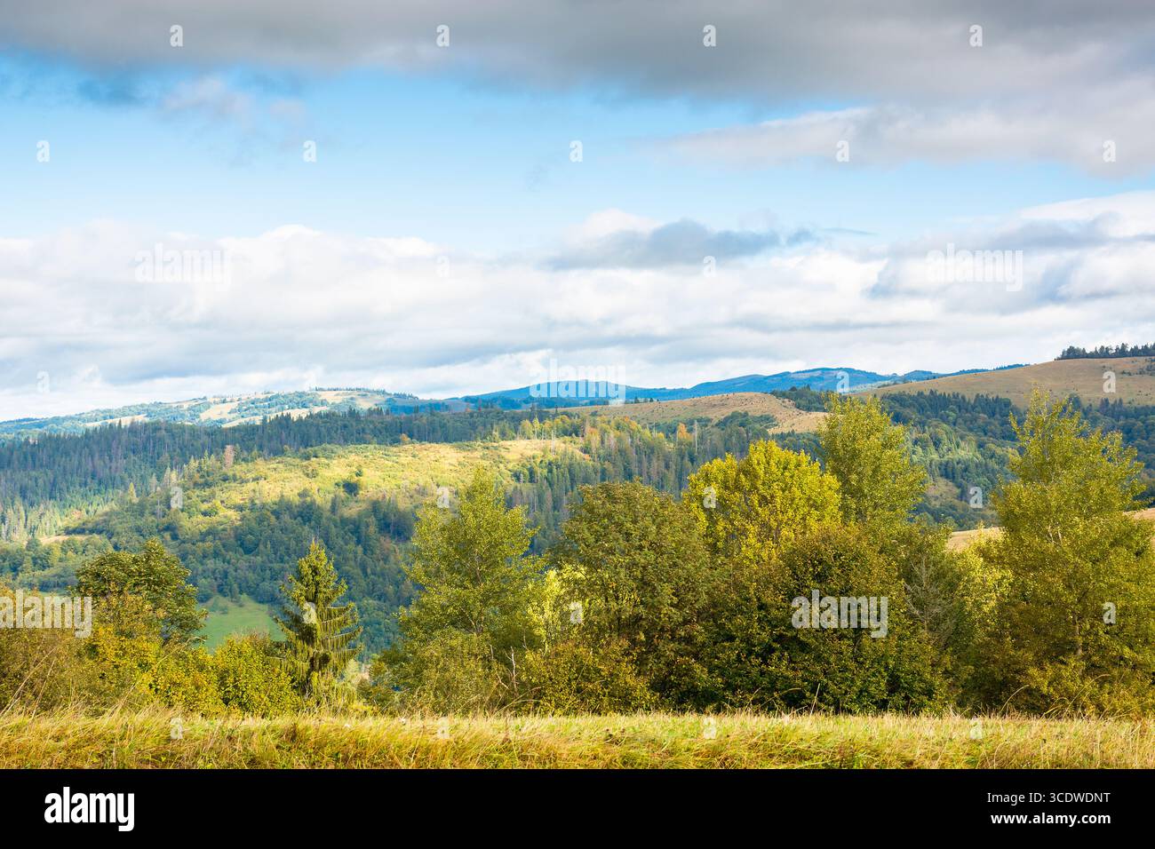 calm autumn forenoon in carpathian mountains. adventure in woodland. landscape with trees on the grassy hills in yellow foliage. rolling scenery of co Stock Photo