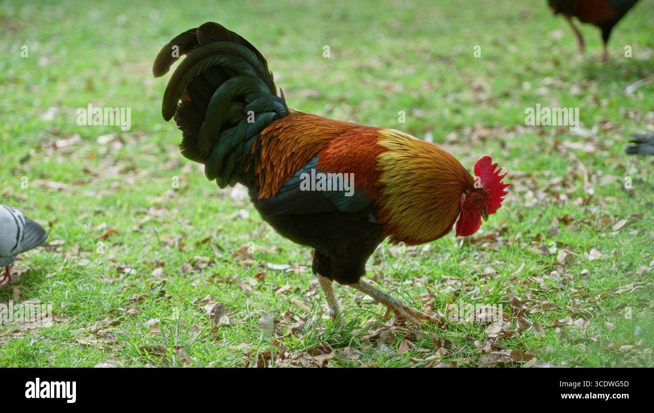 Rooster standing proudly on lush hi-res stock photography and images ...