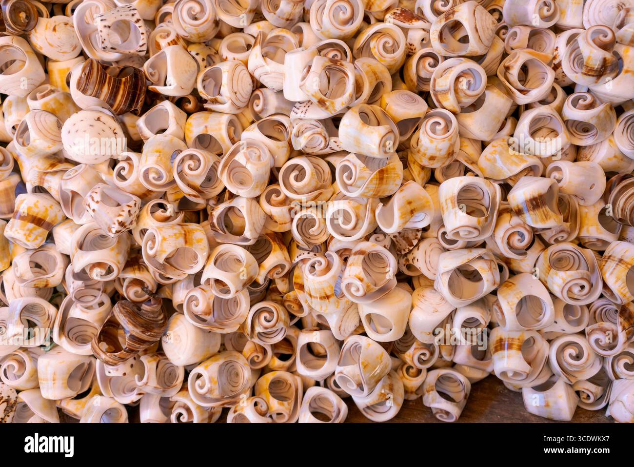 Pile of shells with a variety of sizes and shapes. Some are small and ...