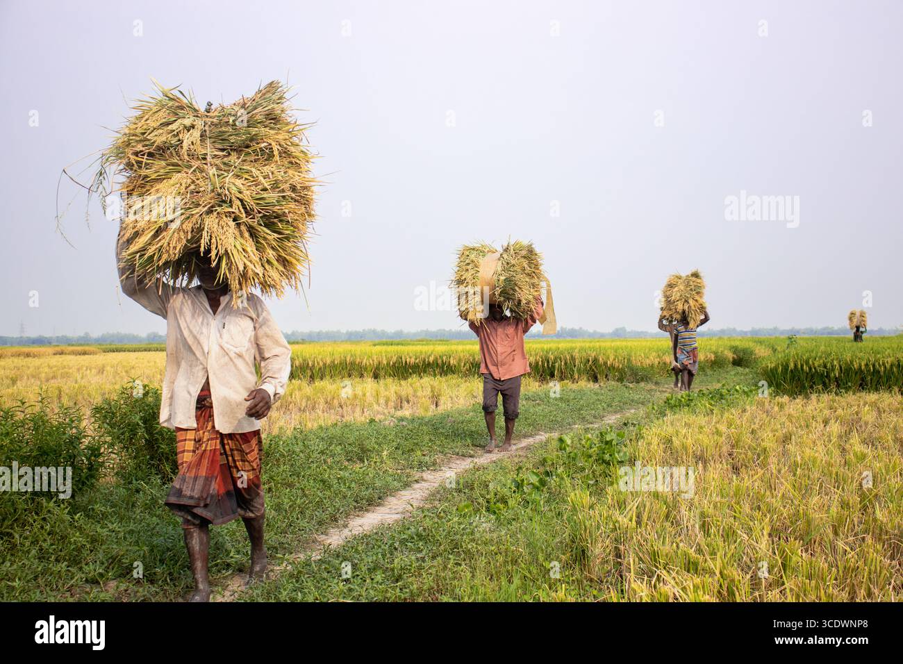 Carrying rice bundles hi-res stock photography and images - Alamy