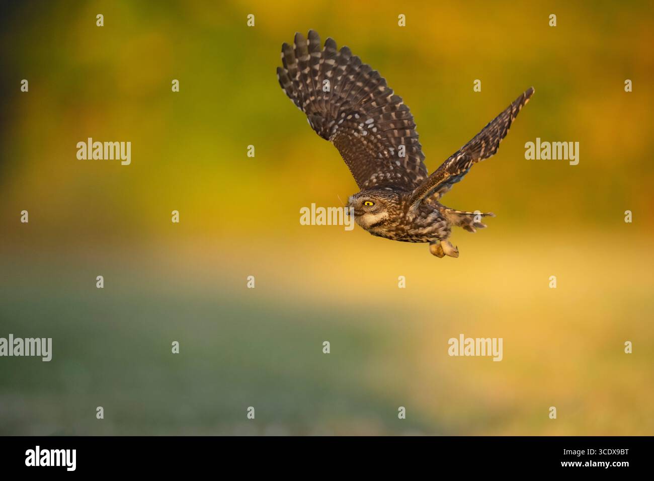 Little Owl Athene noctua,an adult bird with its recently caught insect larvae takes flight during the fading light of a summers day,Nottinghamshire,UK Stock Photo