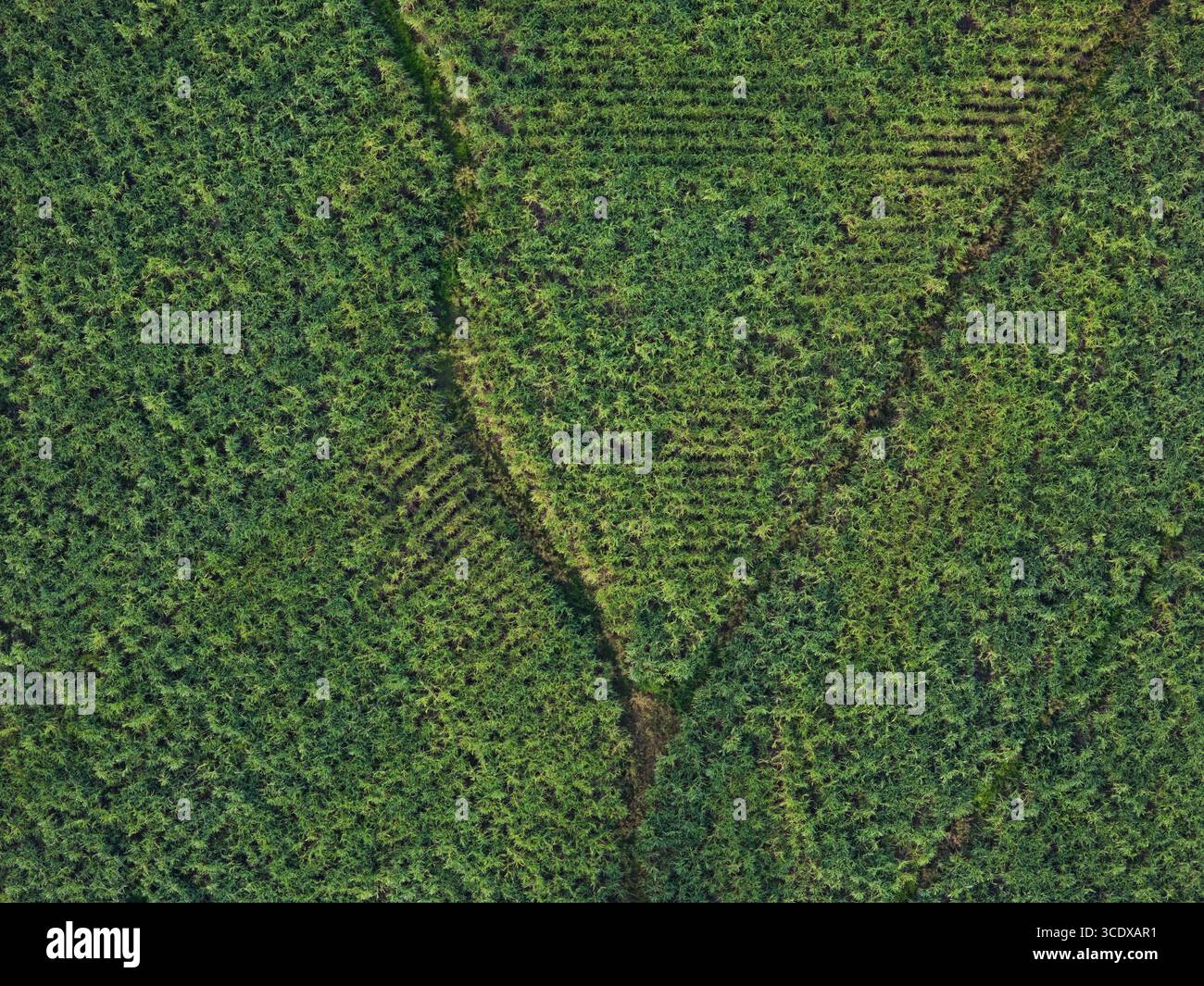 Row of green sugar cane plant field above top view Stock Photo - Alamy