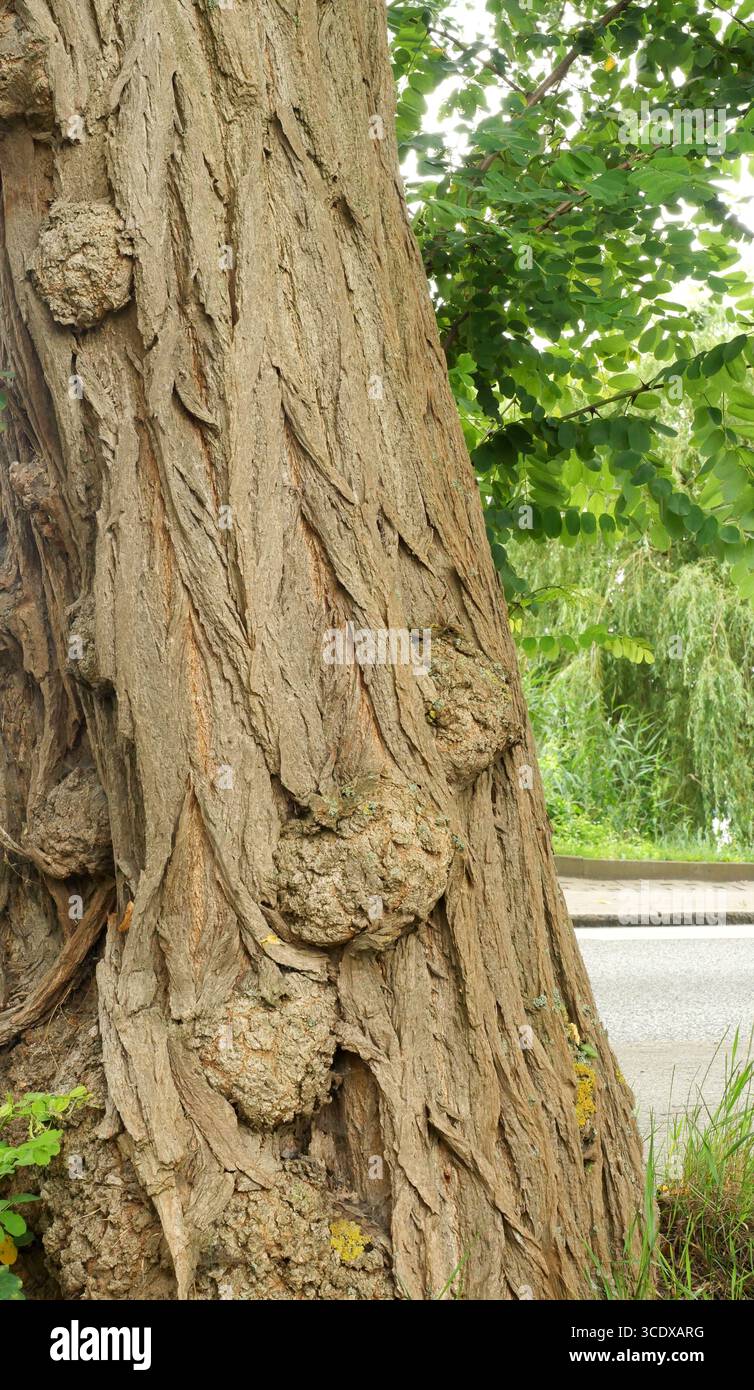 Gnarled Black Locust Trunk with Textured Bark. Gnarled black locust trunk with deep textured bark close-up. Copyspace Stock Photo