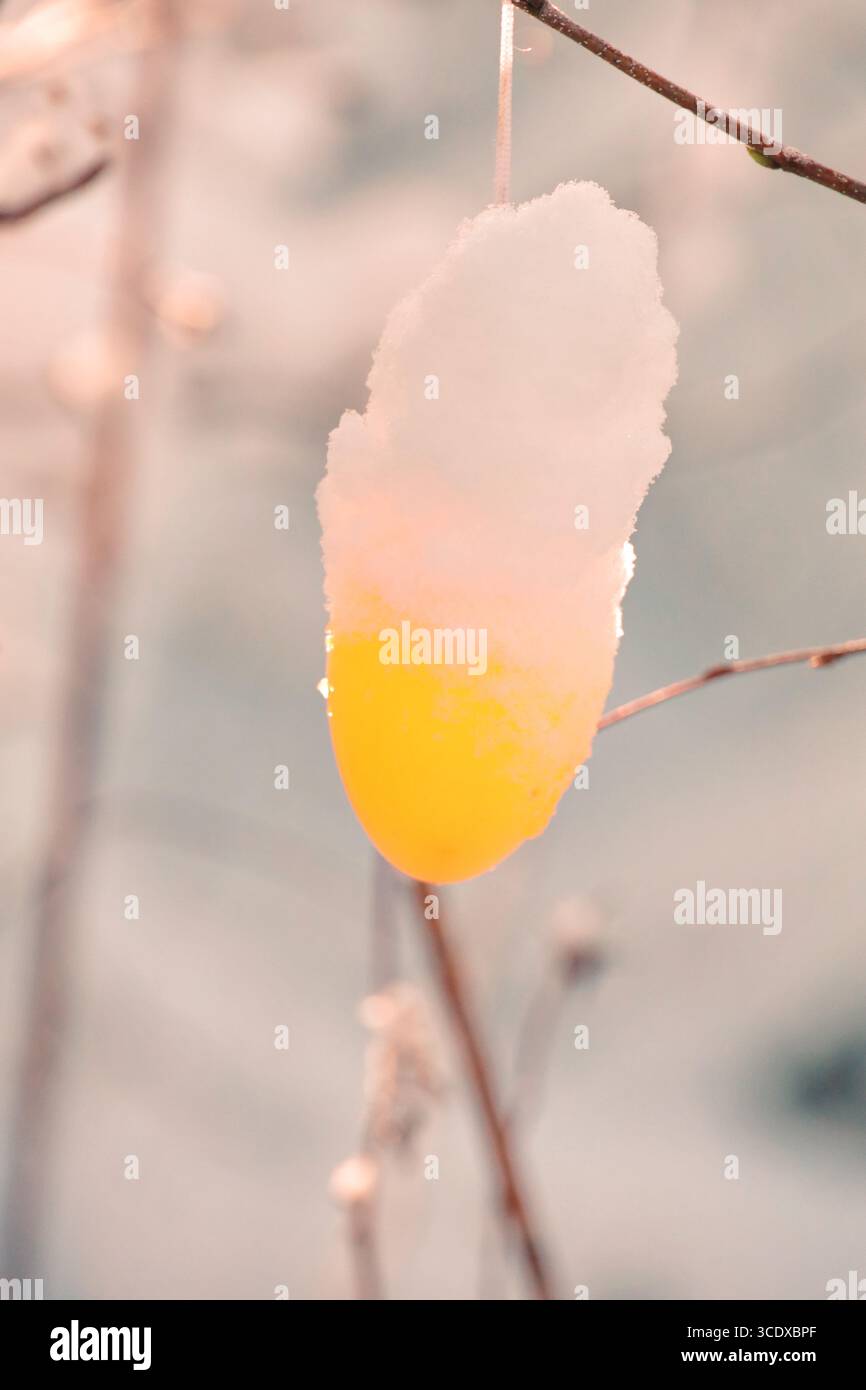 A yellow flower with snow on it Stock Photo