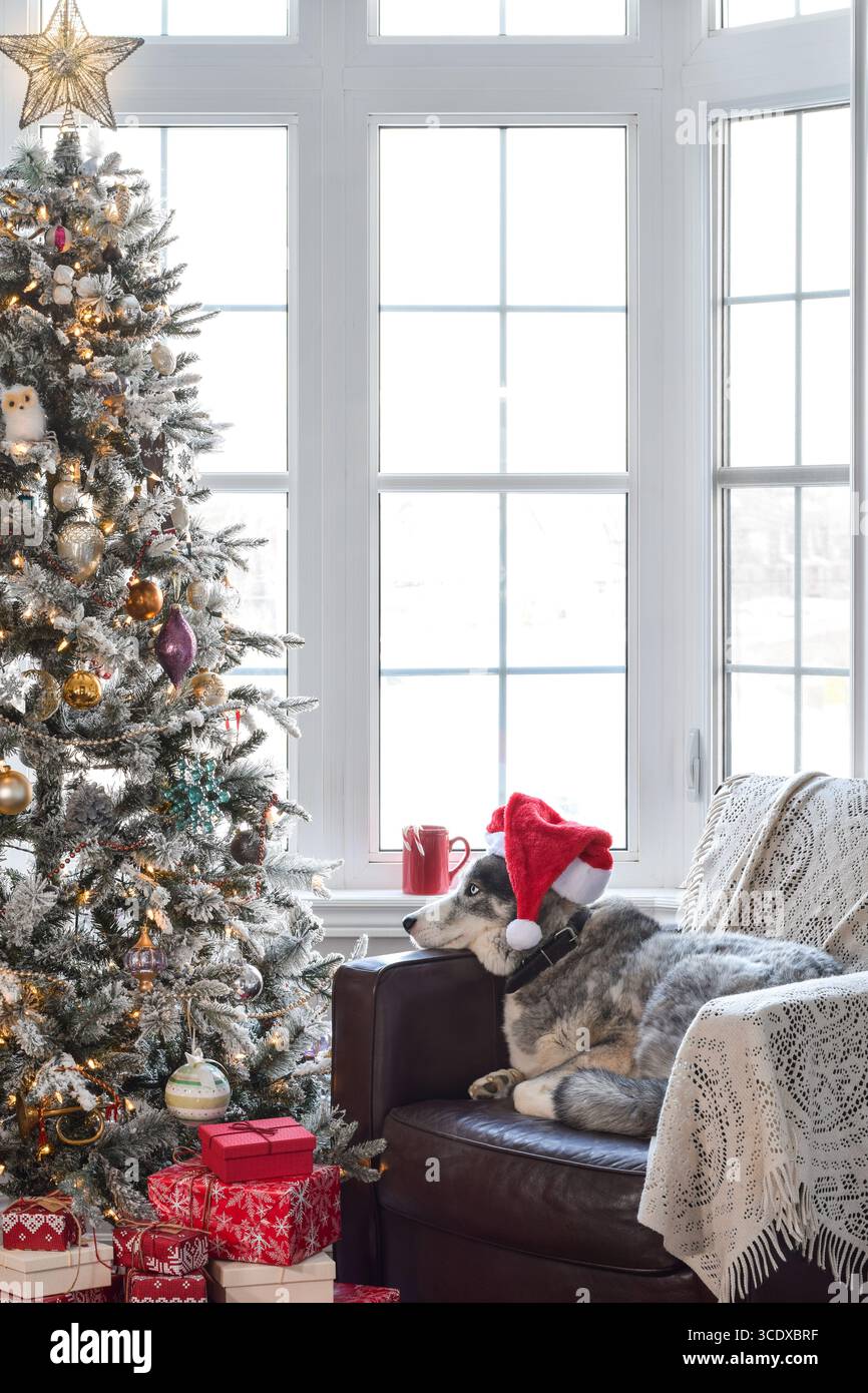 Cute dog in Santa hat on armchair in a cozy nook with Christmas tree ...