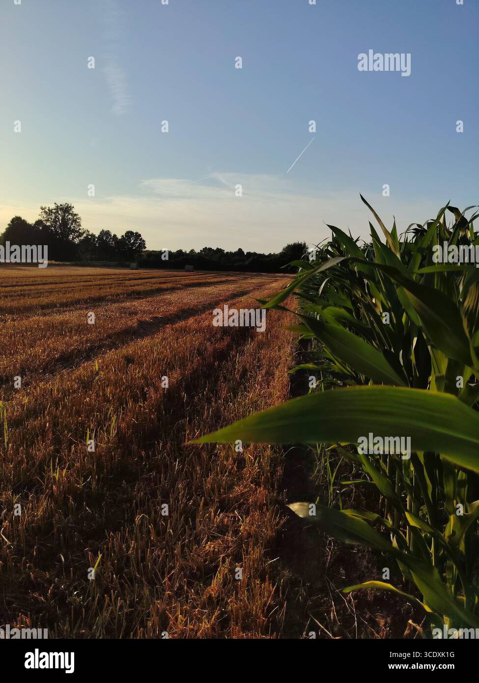 Rural landscape with harvested wheat field and green corn crop at sunset, under clear summer sky in the countryside. - Smartphone Captured Stock Image