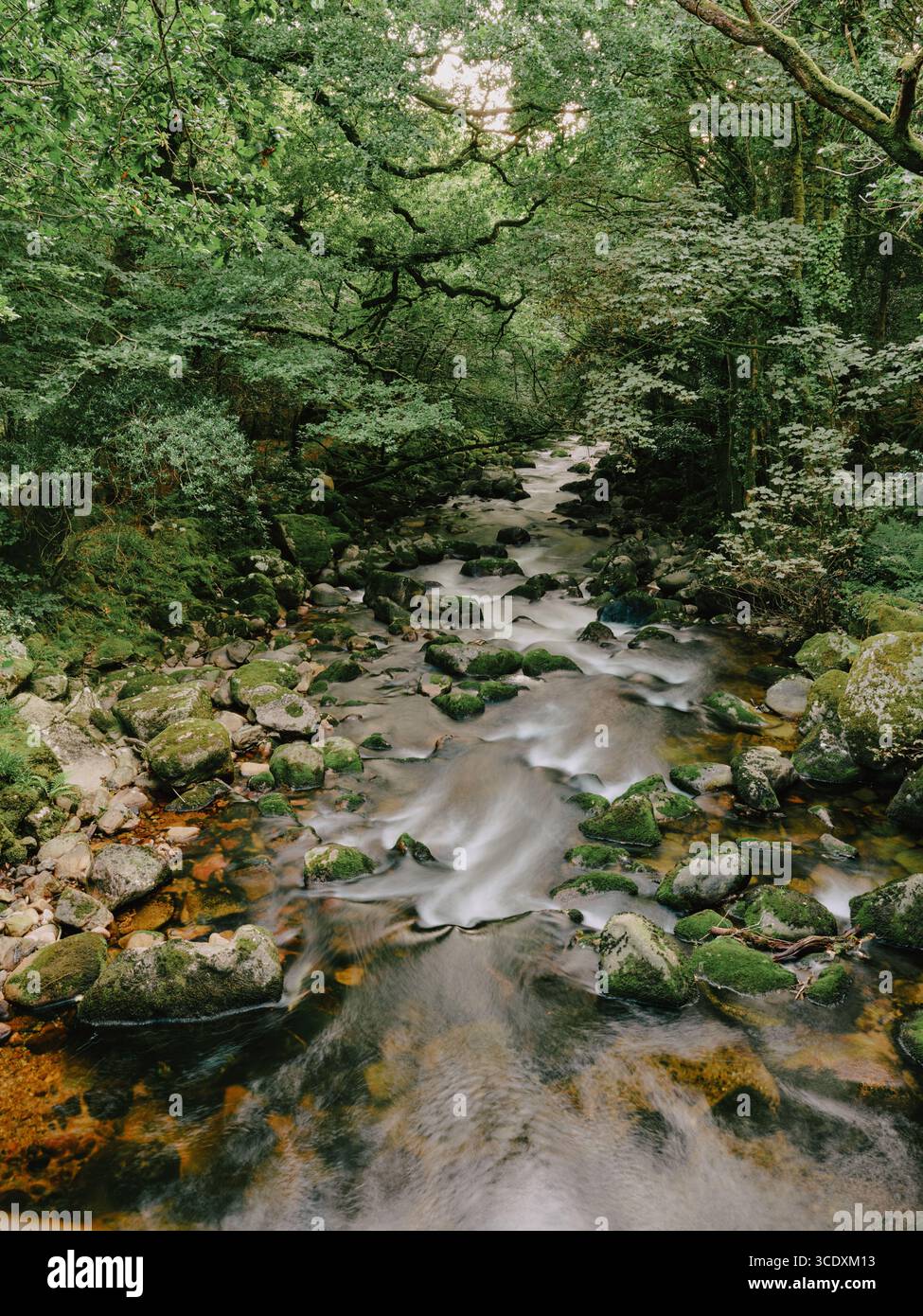 The river Plym and ancient woodlands at Shaugh Bridge, Dartmoor Devon England UK Stock Photo