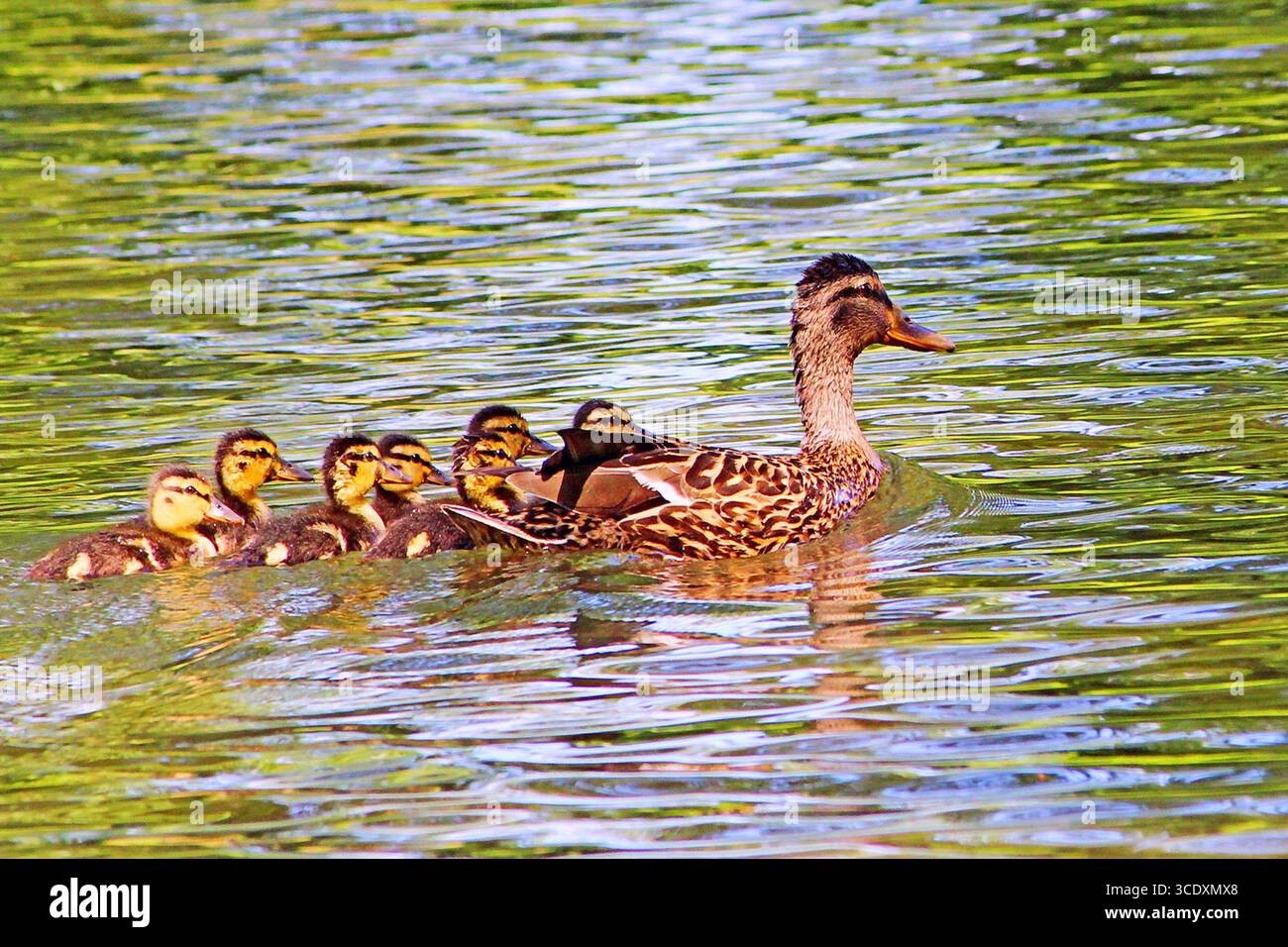 canard — Wiktionnaire, le dictionnaire libre, image size:1300x956